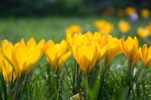 Krokus-Wiese im Frühjahr