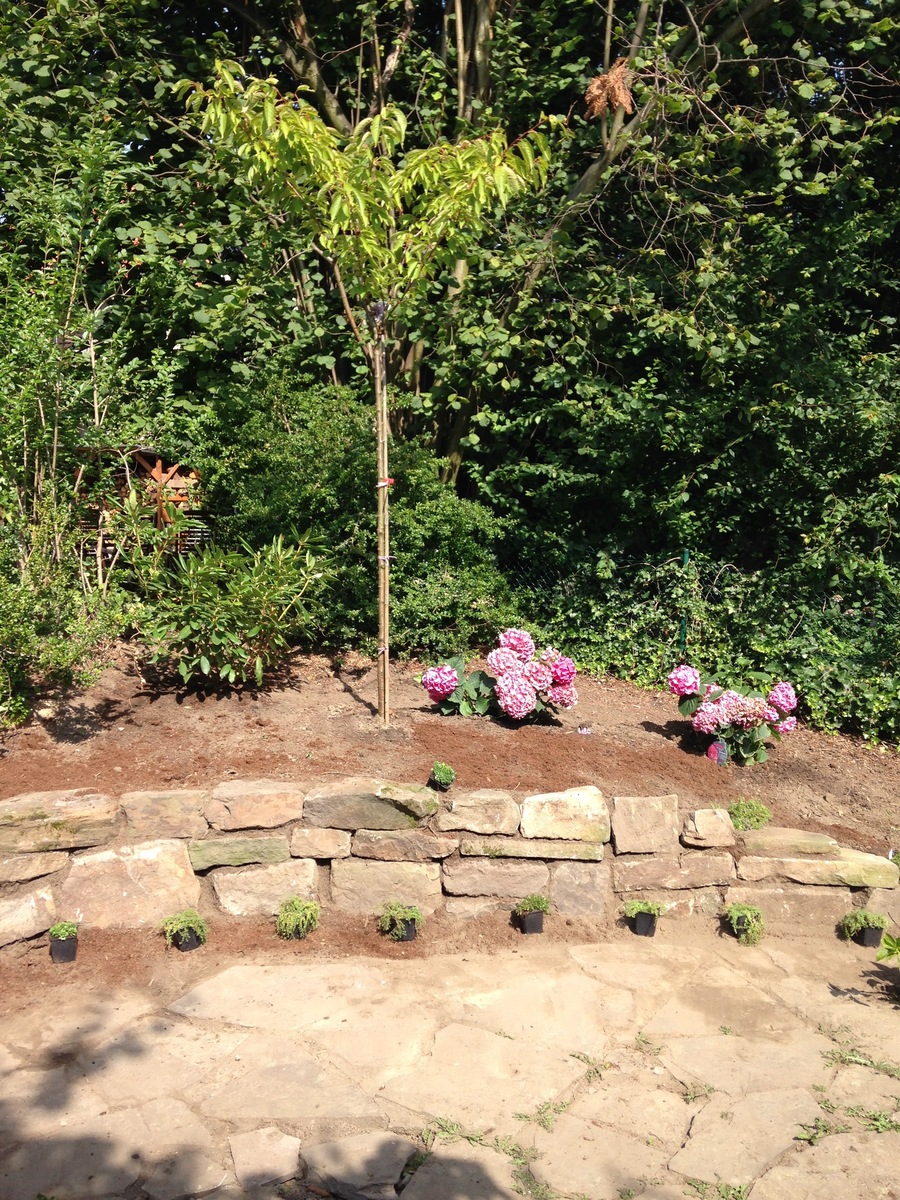 Bruchsteinmauer mit Pflanzenbeet anstelle einer gerodeten Tanne